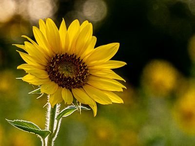 Sonnenblumen 1482158
