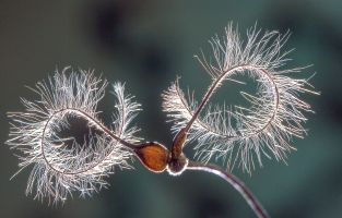 Clematissamen im Gegenlicht