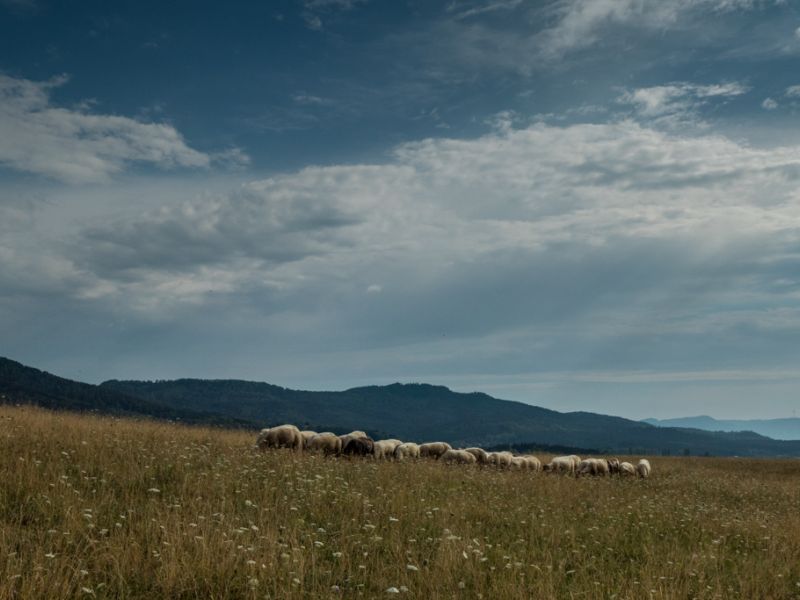 Schafe unterhalb der Burg Hohenzollern
